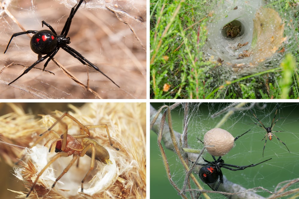 Funnel-Web Spiders: Families, Bites & Other Facts