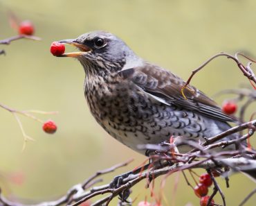 the Blackbird holds the red berries(Bachkova Natalia)S