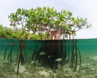 A beautiful over-under image of a mangrove system in the Bahamas(Joost van Uffelen)s