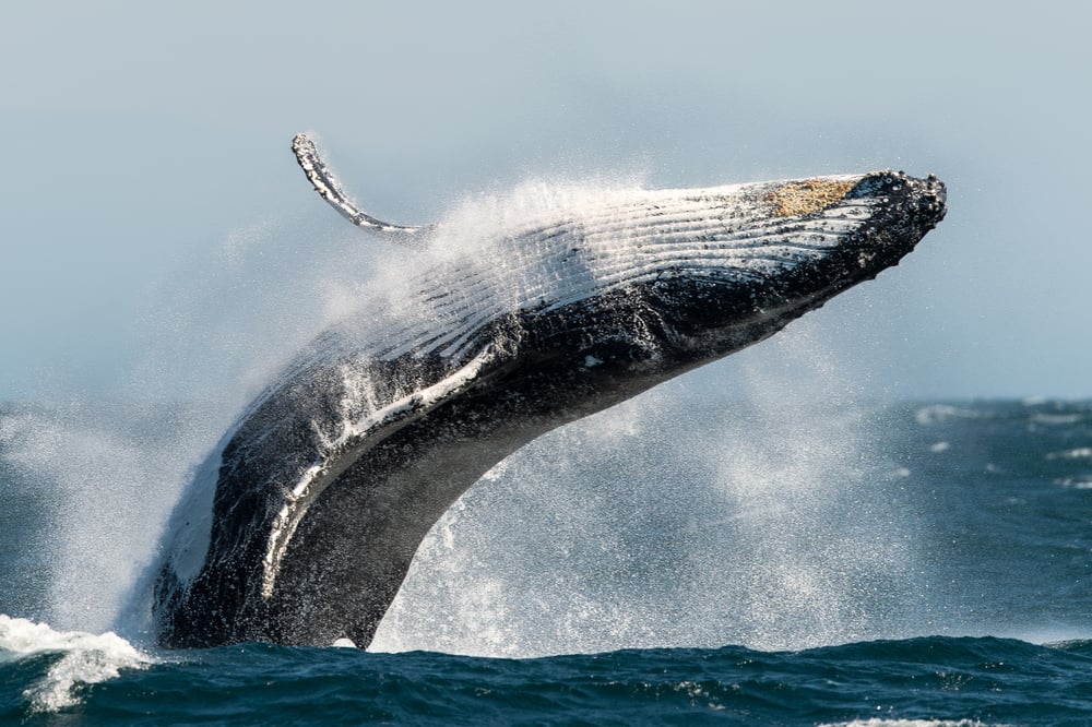 Breaching Humpback whale(Trevor Scouten)s