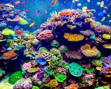 Coral Reef and Tropical Fish in Sunlight(Volodymyr Goinyk)S