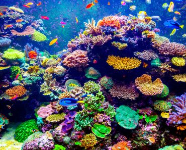 Coral Reef and Tropical Fish in Sunlight(Volodymyr Goinyk)S