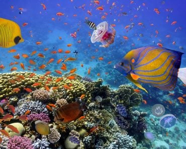 Coral Reef and Tropical Fish in the Red Sea, Egypt(Vlad61)s