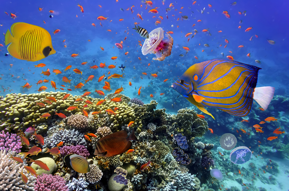 Coral Reef and Tropical Fish in the Red Sea, Egypt(Vlad61)s