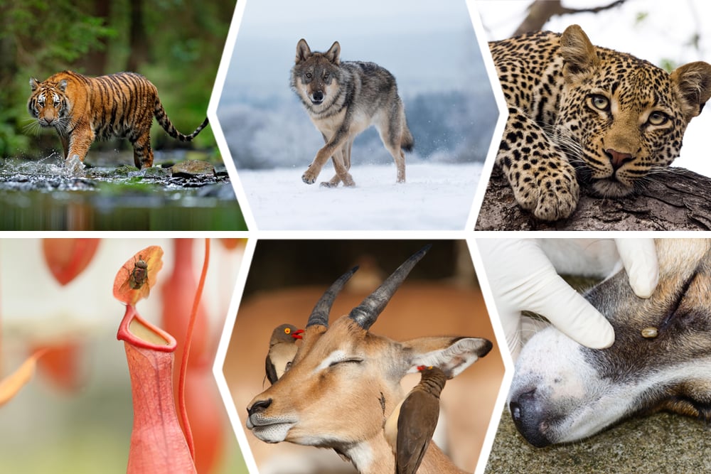 Ecological Relationships: How Do Species Interact With One Another? Ecological Relationships: How Do Species Interact With One Another?