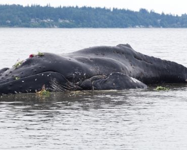 Juvenile Humpback whale washes ashore and died(Feng Yu)S