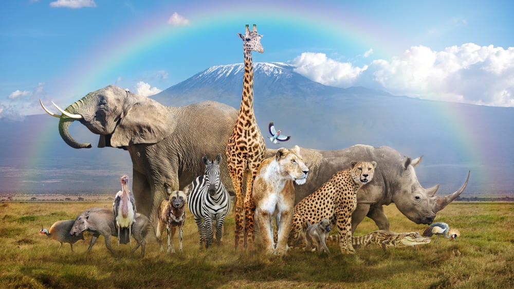 Large group of African wildlife animals in a magical bream scene(Susan Schmitz)S