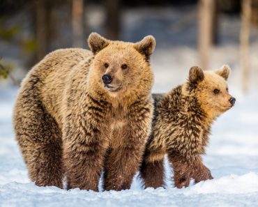 She-Bear and bear cubs on the snow(Sergey Uryadnikov)S