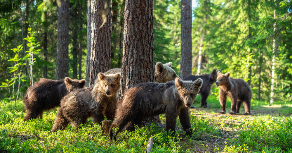 She-bear and Cubs in the summer forest(Sergey Uryadnikov)S