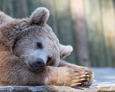 Sleeping brown bear in zoo(Luca Pape)S