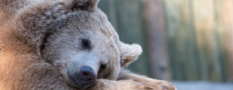 Sleeping brown bear in zoo(Luca Pape)S