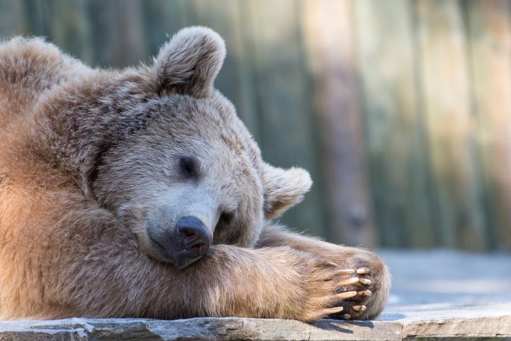 Sleeping brown bear in zoo(Luca Pape)S