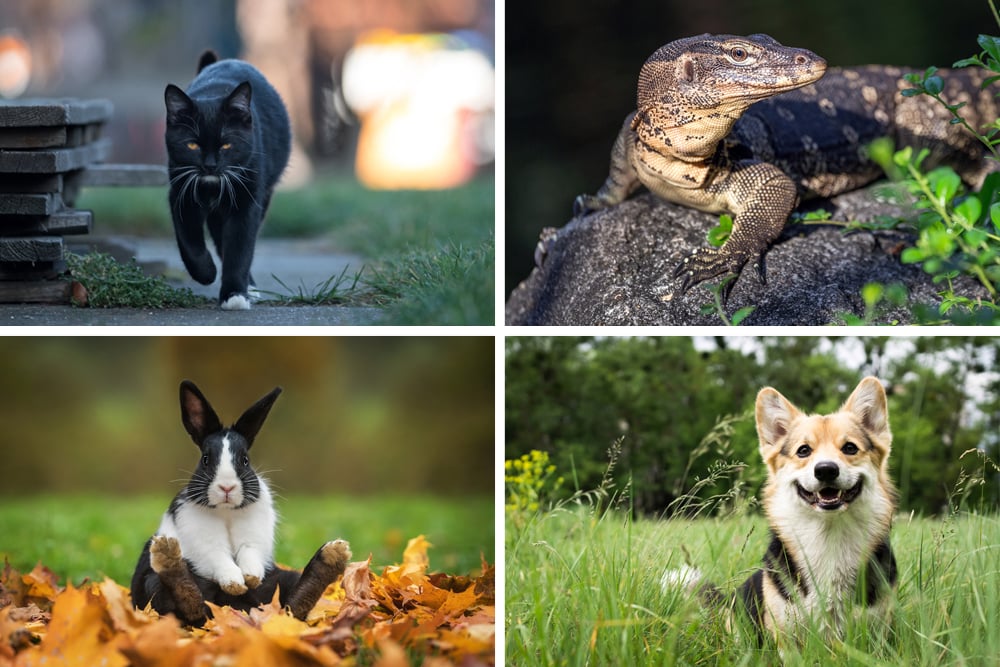 Animal Omens: What Are Some Superstitions Involving Animals? Animal Omens: What Are Some Superstitions Involving Animals?
