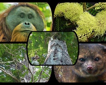 Species Were Discovered In The Last Decade (2010-2020) collage