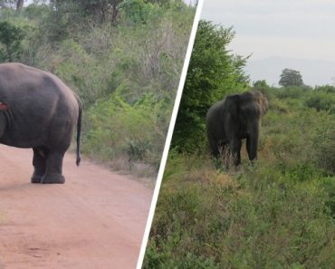 (L) Dwarf elephant (R) Dwarf elephant grazing alongside a regular sized elephant
