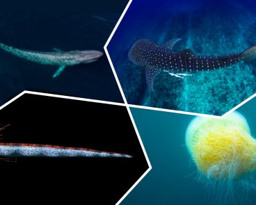 largest fishes