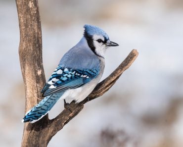 Blue Jay in Winter(FotoRequest)S