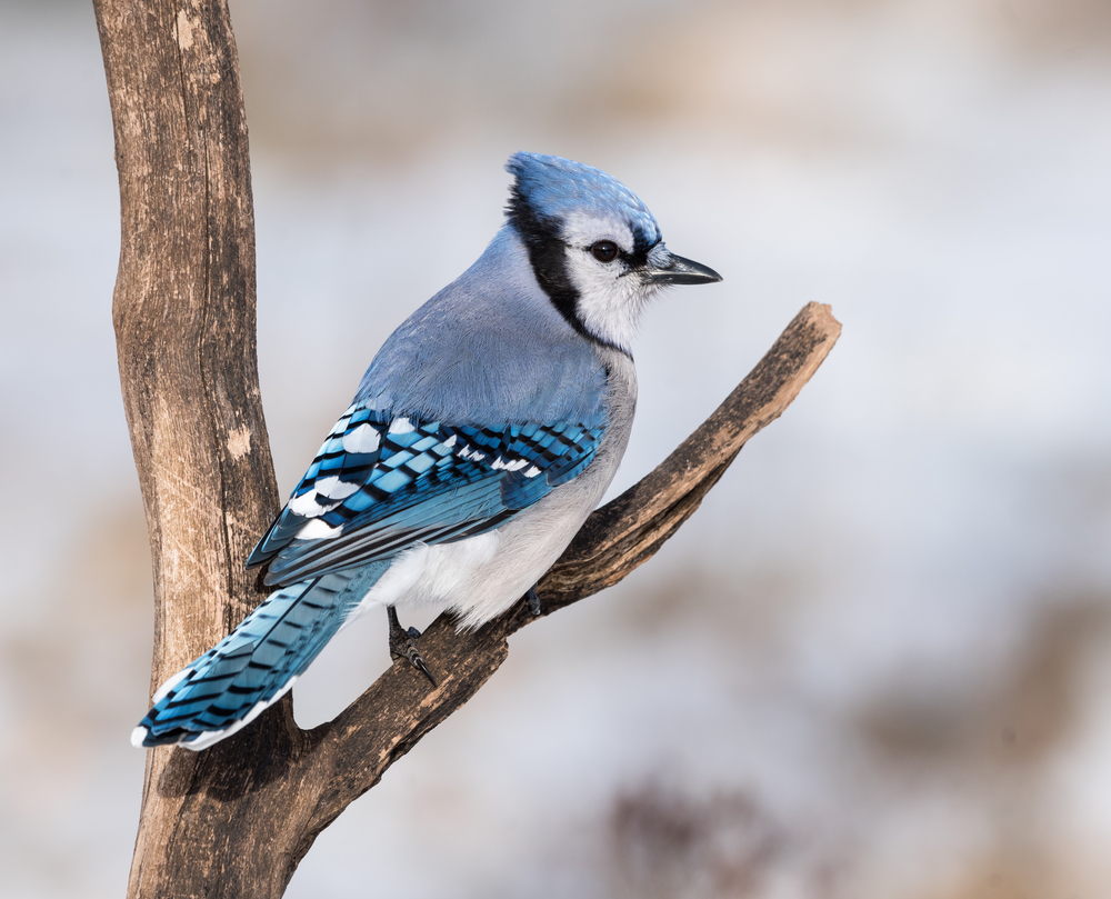 Blue Jay in Winter(FotoRequest)S