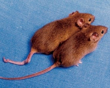 Cloned mice with different DNA methylation