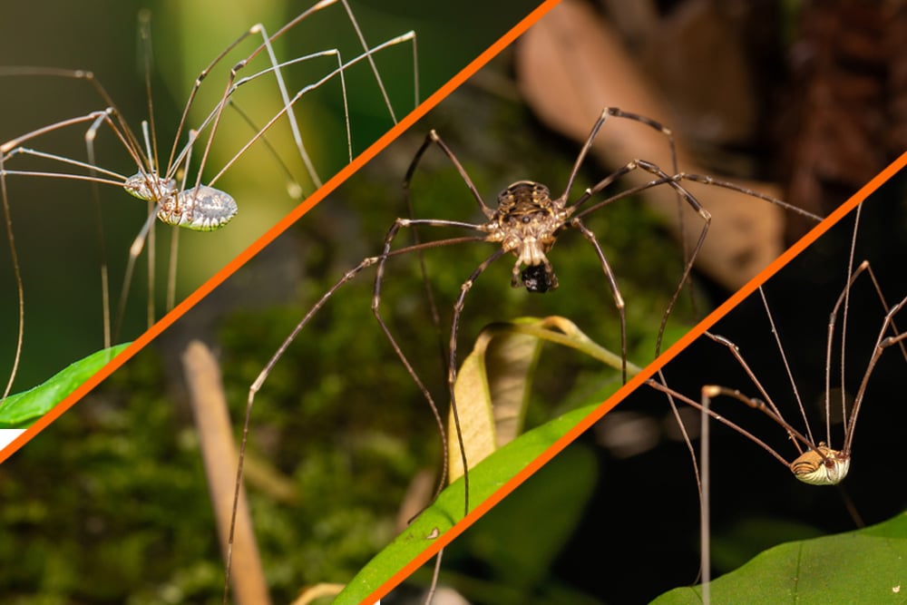 Daddy Long Legs  Spider Research