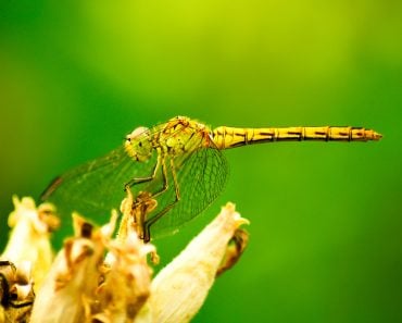 Dragonfly on flower macro view(MS555)S