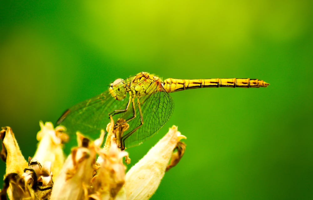 Dragonfly on flower macro view(MS555)S
