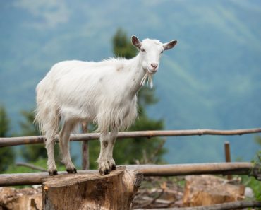 Goat on a pasture in Carpathians(Gorb Andrii)S