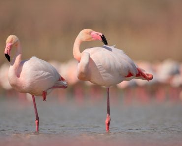 Pink big birds Greater Flamingos(Ondrej Prosicky)s