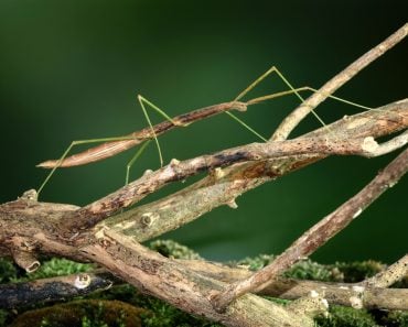 Stick insect or Phasmids (Phasmatodea or Phasmatoptera) also known as walking stick insects(Mark Brandon)s