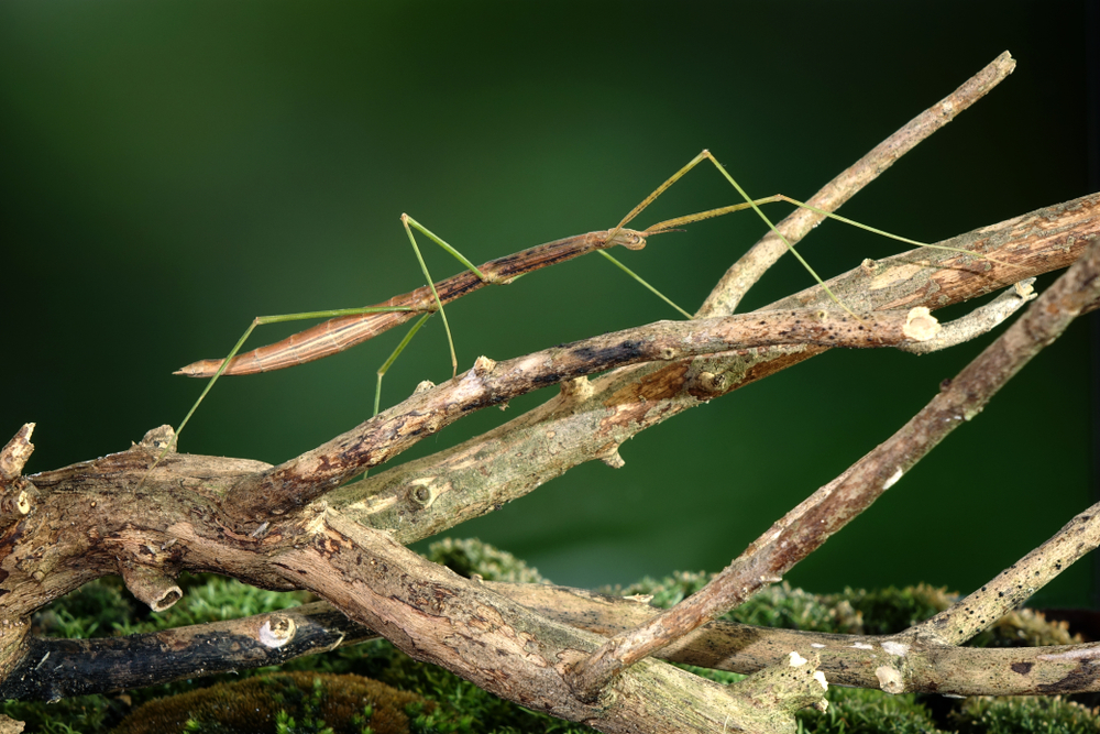 Stick insect or Phasmids (Phasmatodea or Phasmatoptera) also known as walking stick insects(Mark Brandon)s