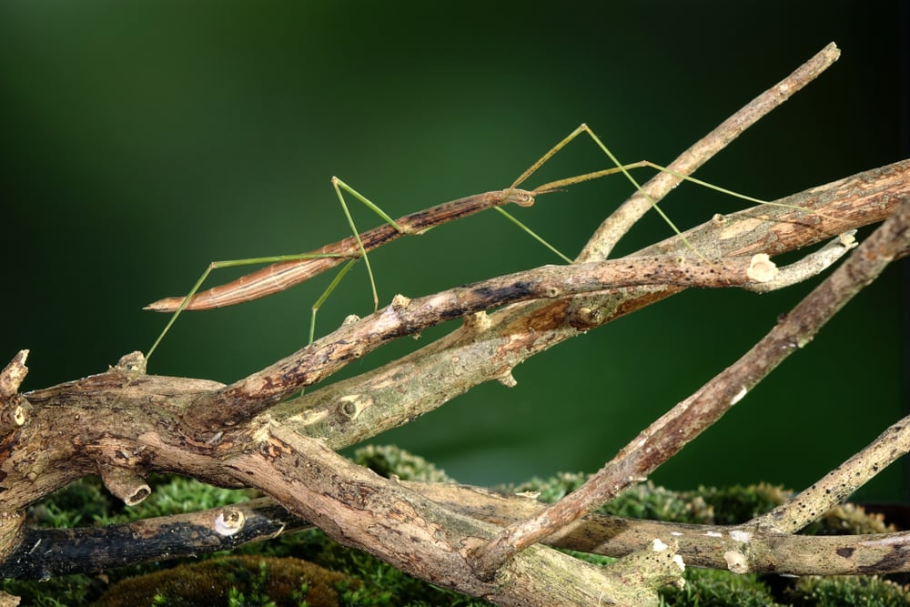 Animals That Use Mimicry: Why Some Animals Imitate Others?