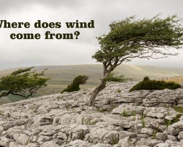 Wind blown tree, Twistleton Scar in the Yorkshire Dales(PhilMacDPhoto)s