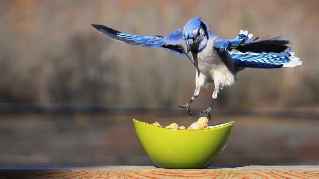 Blue Jay Foods What Do Blue Jays Eat