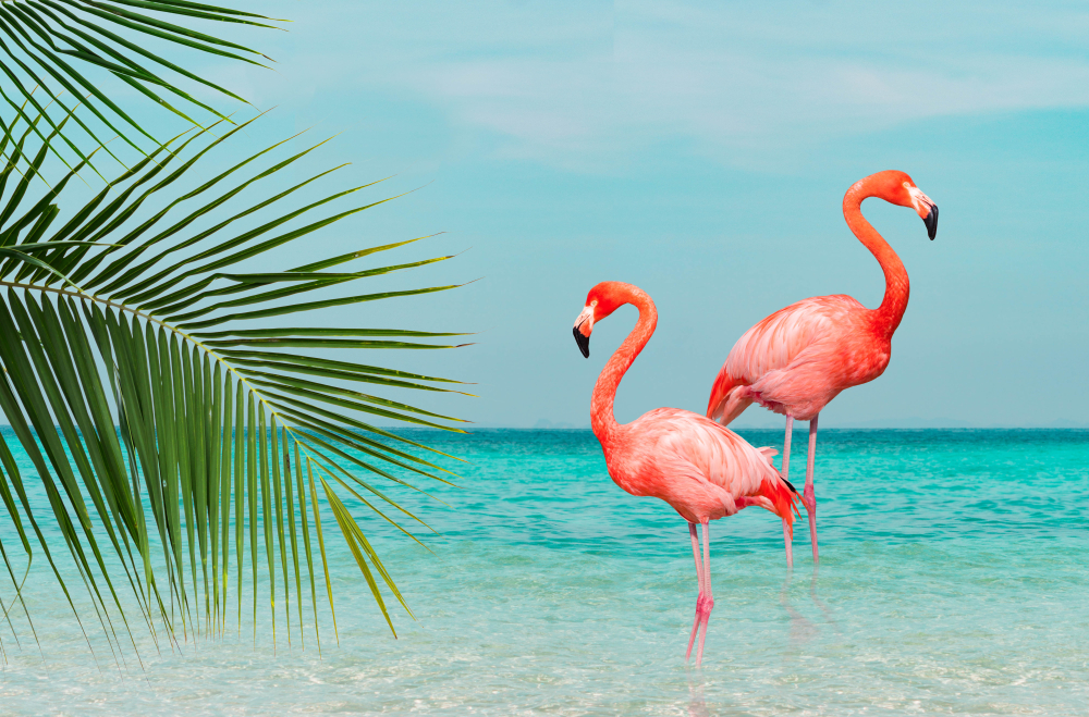 flamingos standing in clear blue sea with sunny sky with cloud and green coconut tree leaves in foreground(iarecottonstudio)S