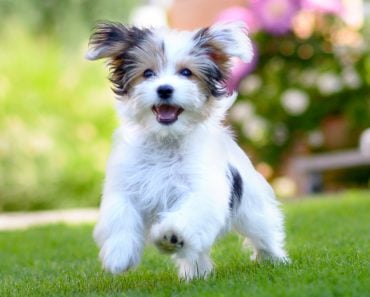 puppy caught in motion while running on vibrant green grass(michaelheim)s