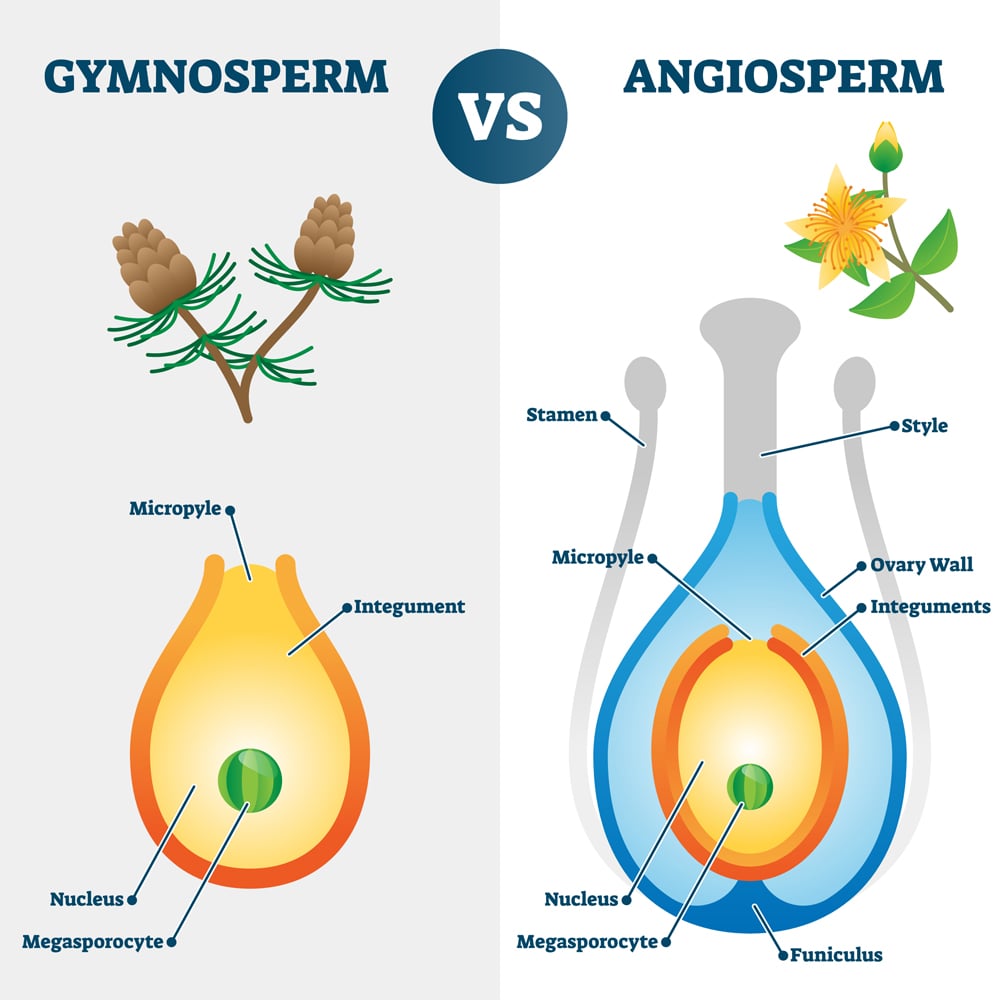 Angiosperms Vs Gymnosperms How Are They Different?