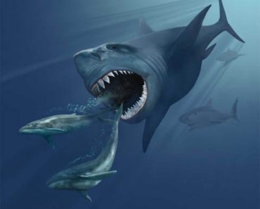 Which Are The Largest, Longest And Heaviest Animals Of The Ocean? » Science ABC Which Are The Largest, Longest And Heaviest Animals Of The Ocean? » Science ABC
