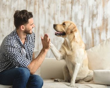 happy guy sitting on a sofa and looking at dog(Olena Yakobchuk)s