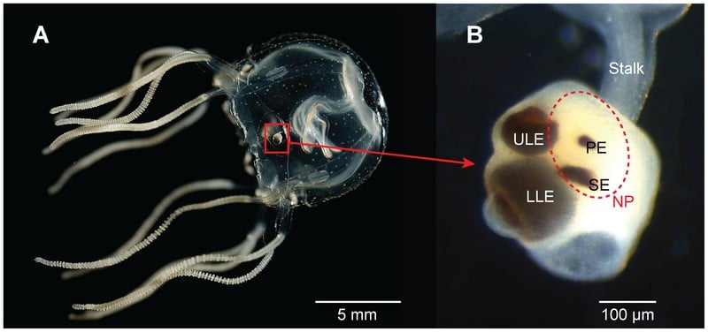 Sistema visual cubozoan em Tripedalia cystophora