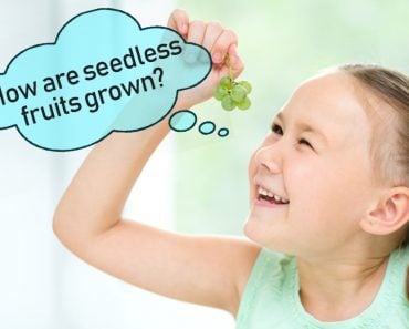 Cute little girl is looking at bunch of green grapes