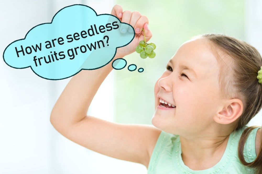 Cute little girl is looking at bunch of green grapes