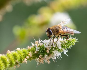 Macro of a honey bee (apis mellifera) on a mint (menta piperita) blossom with blurred bokeh background(cherryyblossom)S