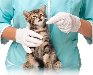 The veterinarian survey of a small kitten(Lubava)S