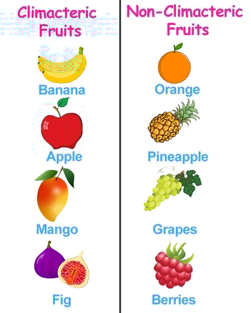 Ripe Banana Meaning In Hindi
