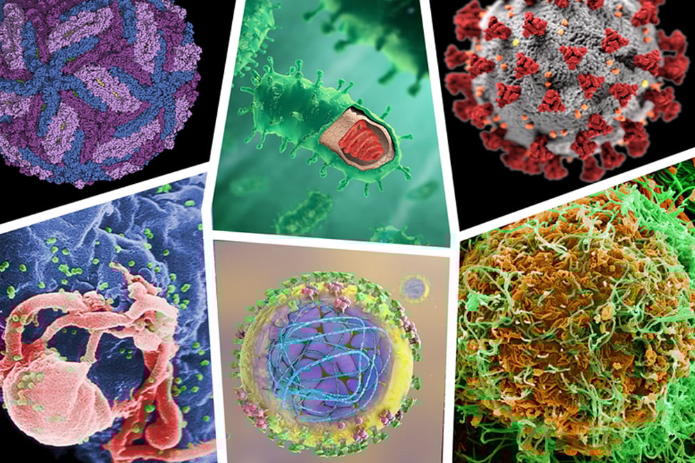 Scientific Virus Naming Convention How Viruses or Diseases Are Named?