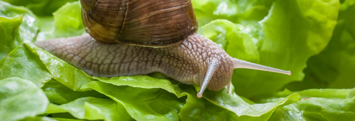 Slug eating lettuce leaf. Snail invasion in the garden(Alexander Raths)S