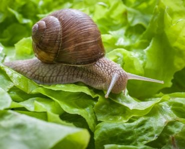 Slug eating lettuce leaf. Snail invasion in the garden(Alexander Raths)S