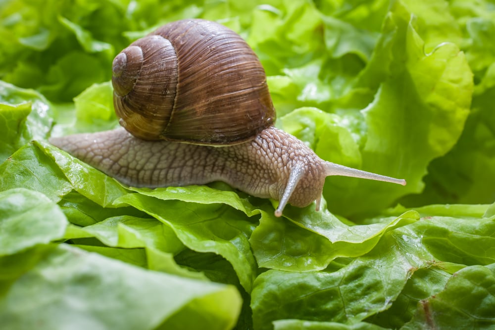 Slug eating lettuce leaf. Snail invasion in the garden(Alexander Raths)S