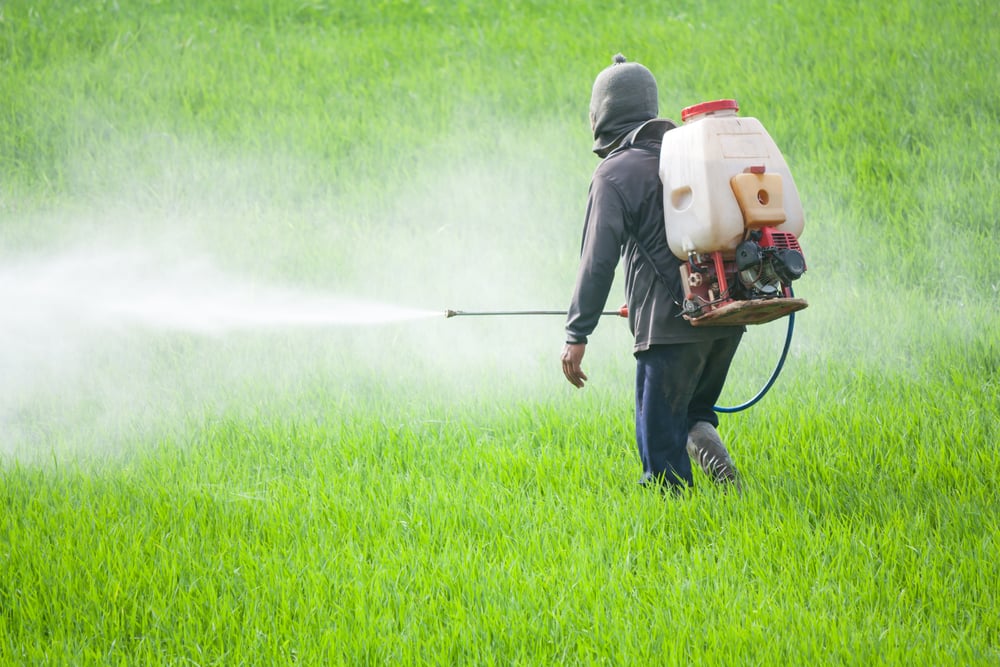 farmer spraying pesticide in the rice field(comzeal images)s