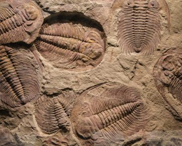 fossil trilobite imprint in the sediment(Abrilla)s